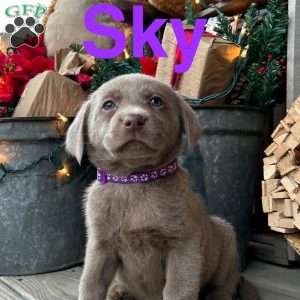 Sky, Silver Labrador Retriever Puppy